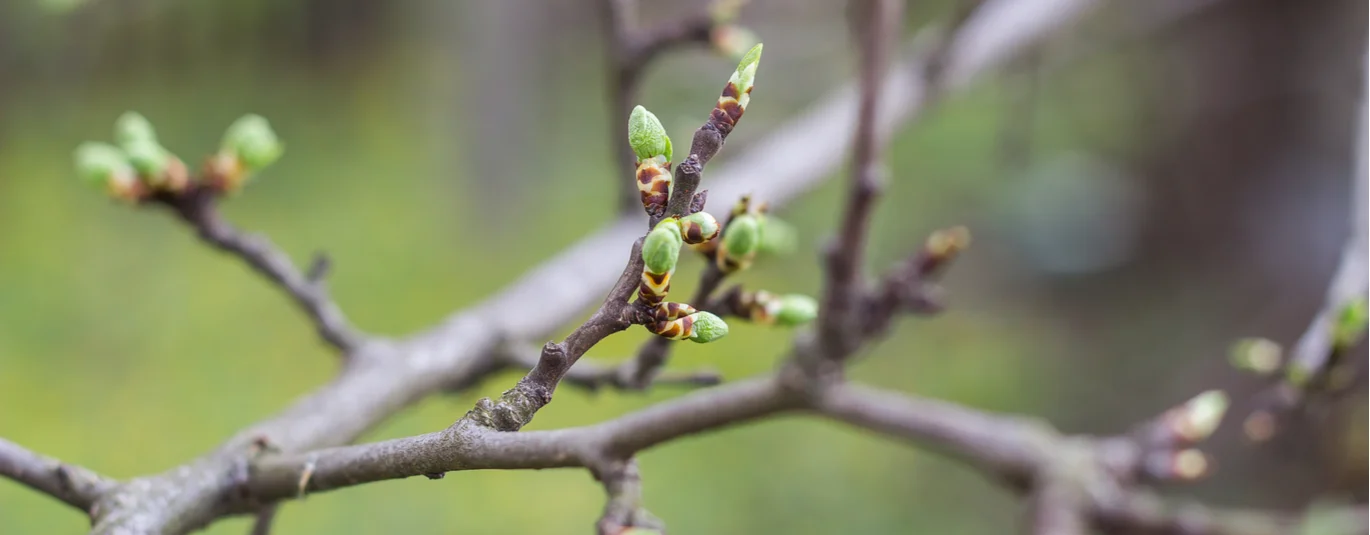 Spring buds on a branch